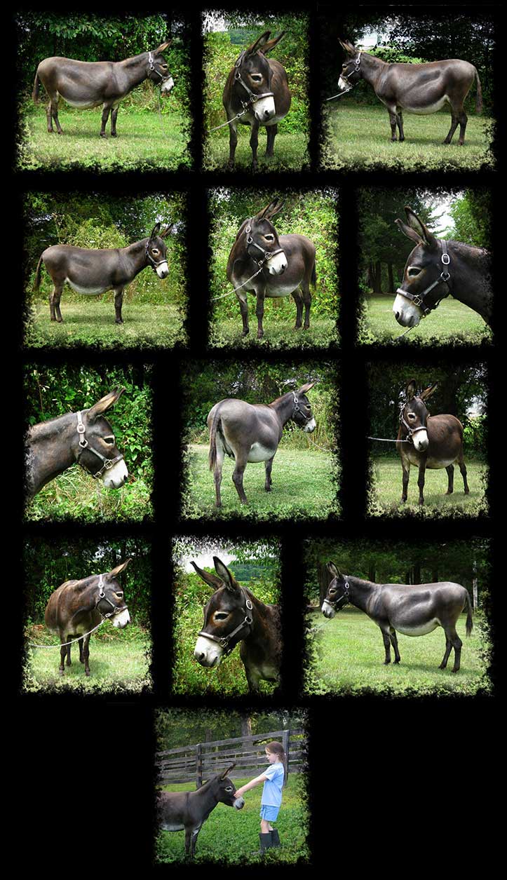 Critter Haven Farm Miniature Donkeys
